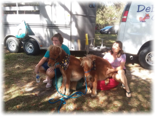 Even adults love the mini horses